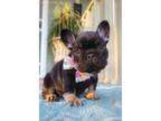 French Bulldog Puppy for sale in Fillmore, CA, USA
