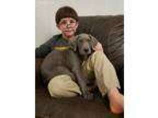 Great Dane Puppy for sale in Womelsdorf, PA, USA