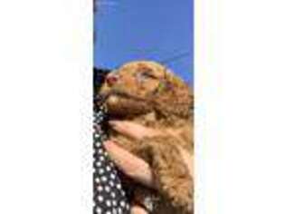 Goldendoodle Puppy for sale in Nevada City, CA, USA