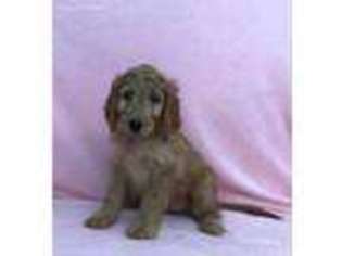 Goldendoodle Puppy for sale in Land O Lakes, FL, USA