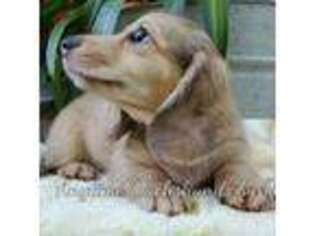 Dachshund Puppy for sale in Ben Wheeler, TX, USA