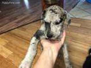 Great Dane Puppy for sale in Gonzales, LA, USA
