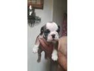 Bulldog Puppy for sale in Gilcrest, CO, USA