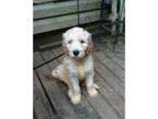 Goldendoodle Puppy for sale in Hillsboro, OH, USA