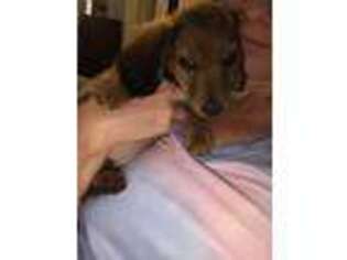 Dachshund Puppy for sale in Casselberry, FL, USA