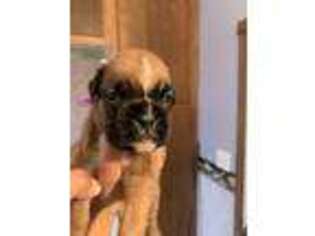 Boxer Puppy for sale in Delphi, IN, USA