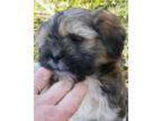 Lhasa Apso Puppy for sale in Spokane, WA, USA