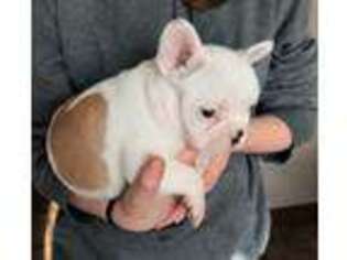 French Bulldog Puppy for sale in Mount Pleasant, MI, USA