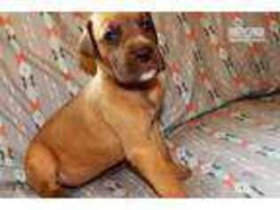 Great Dane Puppy for sale in Ocala, FL, USA