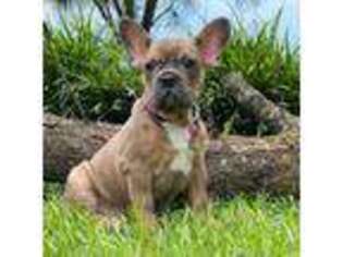 French Bulldog Puppy for sale in Hanceville, AL, USA