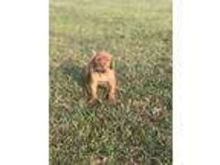 Vizsla Puppy for sale in Fitzgerald, GA, USA