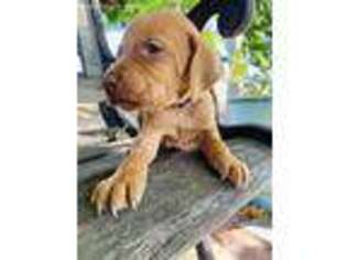 Vizsla Puppy for sale in Nampa, ID, USA