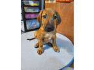 Rhodesian Ridgeback Puppy for sale in Belleville, IL, USA