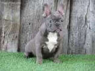French Bulldog Puppy for sale in Williamsburg, PA, USA