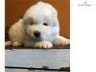 Samoyed Puppy for sale in Baltimore, MD, USA