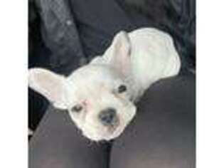 French Bulldog Puppy for sale in Bellevue, OH, USA