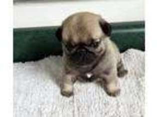 Pug Puppy for sale in Rice Lake, WI, USA