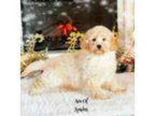 Goldendoodle Puppy for sale in Hayesville, OH, USA