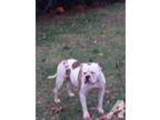 American Bulldog Puppy for sale in FLUSHING, NY, USA