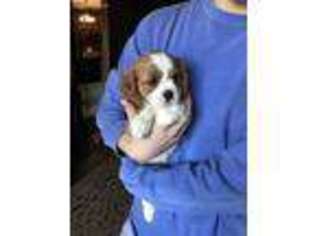 Cavalier King Charles Spaniel Puppy for sale in Florence, MS, USA