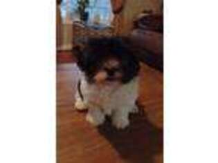 Havanese Puppy for sale in Athens, TN, USA
