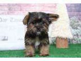 Shorkie Tzu Puppy for sale in Joppa, MD, USA