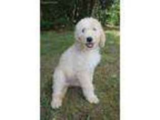 Labradoodle Puppy for sale in Dawsonville, GA, USA