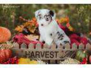 Miniature Australian Shepherd Puppy for sale in Spicewood, TX, USA