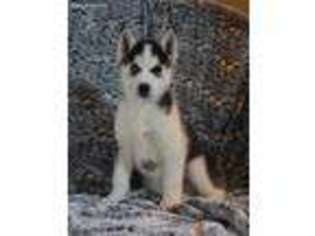 Siberian Husky Puppy for sale in Maple Lake, MN, USA