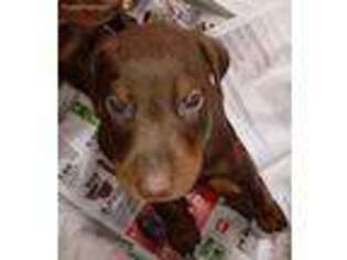 Doberman Pinscher Puppy for sale in Cerrillos, NM, USA