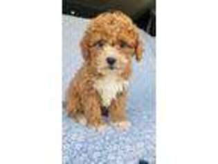 Cavapoo Puppy for sale in Elkton, KY, USA
