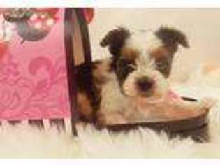 Biewer Terrier Puppy for sale in Greenville, TX, USA
