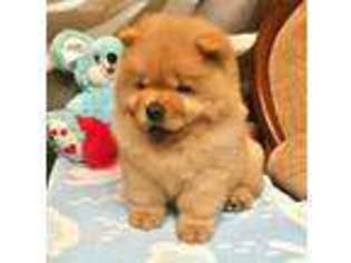 Chow Chow Puppy for sale in Dallas, TX, USA
