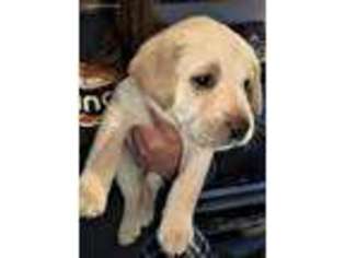 Labrador Retriever Puppy for sale in Peterborough, NH, USA