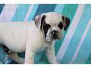 Miniature Bulldog Puppy for sale in Sugarcreek, OH, USA