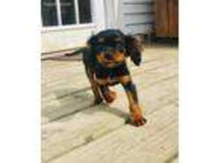 Cavalier King Charles Spaniel Puppy for sale in Marshall, MI, USA