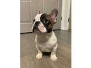 French Bulldog Puppy for sale in Bloomfield, NJ, USA