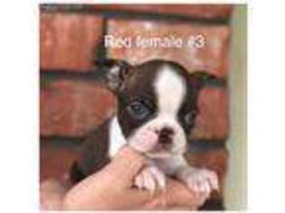 Boston Terrier Puppy for sale in Elgin, OK, USA
