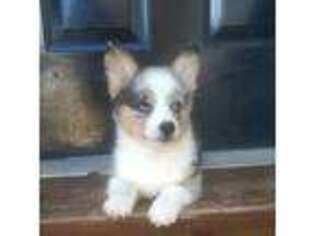 Pembroke Welsh Corgi Puppy for sale in Bourbon, MO, USA