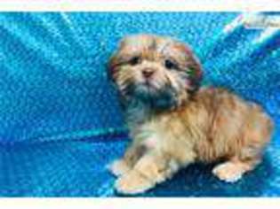 Mal-Shi Puppy for sale in Hattiesburg, MS, USA