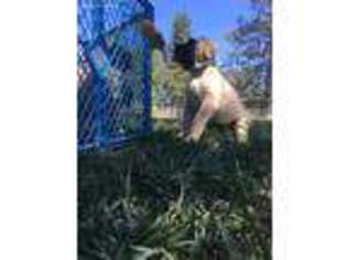 Mastiff Puppy for sale in White City, OR, USA