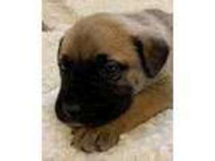 Mastiff Puppy for sale in Glasgow, KY, USA