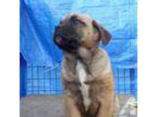 Cane Corso Puppy for sale in SANDSTON, VA, USA