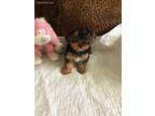 Yorkshire Terrier Puppy for sale in Cedartown, GA, USA