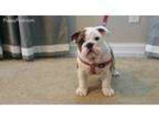 Bulldog Puppy for sale in Elgin, SC, USA
