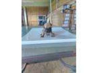 Mastiff Puppy for sale in Laurel, IN, USA