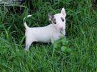 Bull Terrier Puppy for sale in York, PA, USA