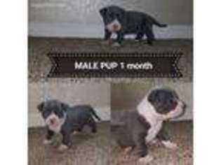 Mutt Puppy for sale in Independence, MO, USA