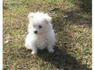 Maltipom Puppy for sale in Fort Valley, GA, USA