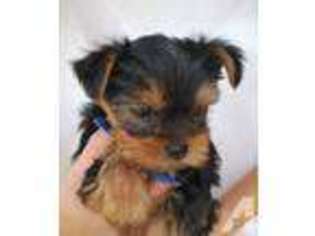 Yorkshire Terrier Puppy for sale in YUCAIPA, CA, USA